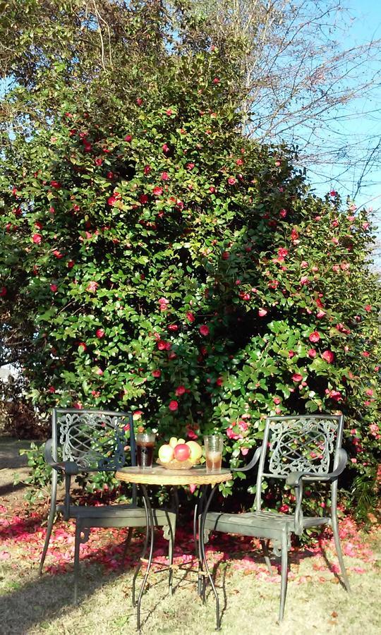 Fruits Of Vienna B&B Bagian luar foto